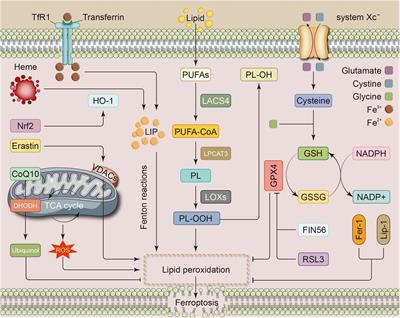 Editorial: Crosstalk between lipid metabolism and ferroptosis in cardiovascular diseases